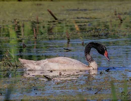 Laguna de las Gaviotas