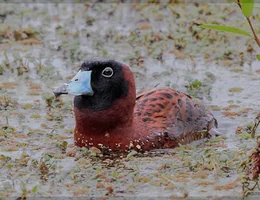 Laguna de las Gaviotas