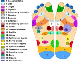 Reflexología "La respuesta al estres"